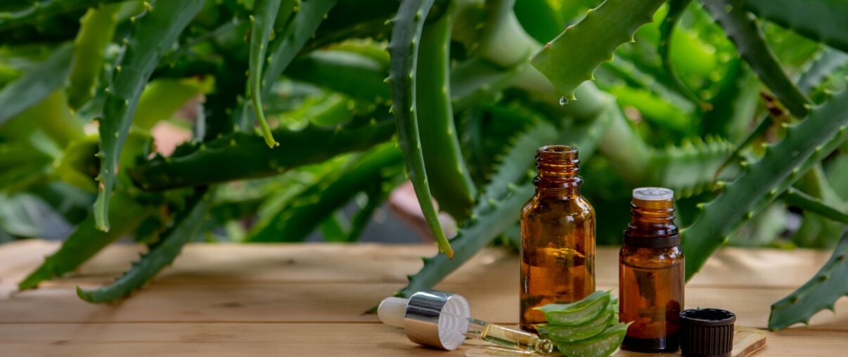 Contact Aloe Queen I Aloe Vera Samples I Pure Aloe Vera