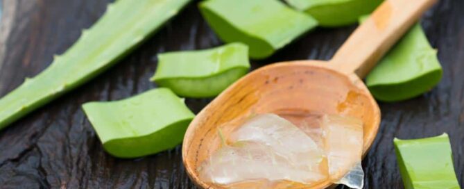 Fresh aloe vera leaves with a wooden spoon full of gel, illustrating its natural and versatile uses