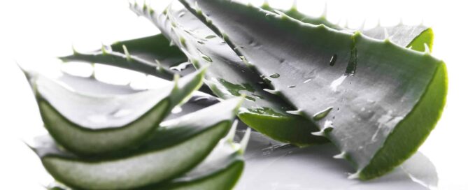 Close-up view of sliced aloe vera leaves, showcasing the translucent inner gel.