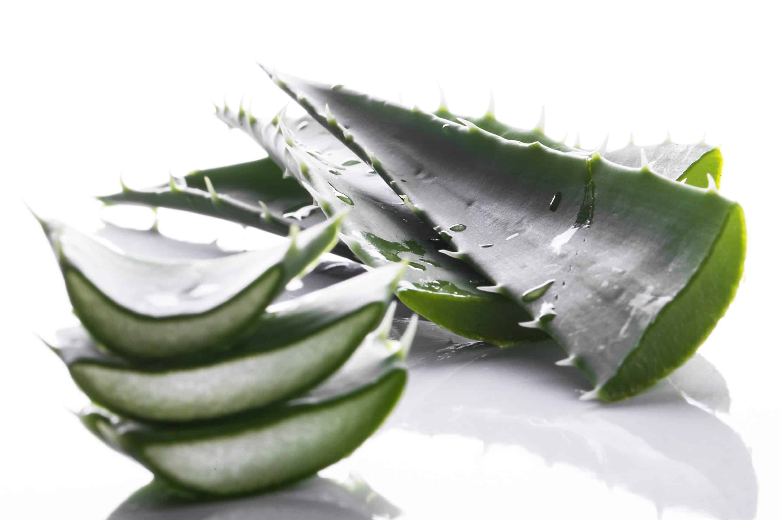 Close-up view of sliced aloe vera leaves, showcasing the translucent inner gel.