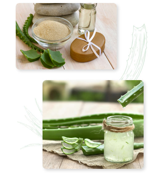 aloe-vera-certified-purity-from-Aloe-Queen