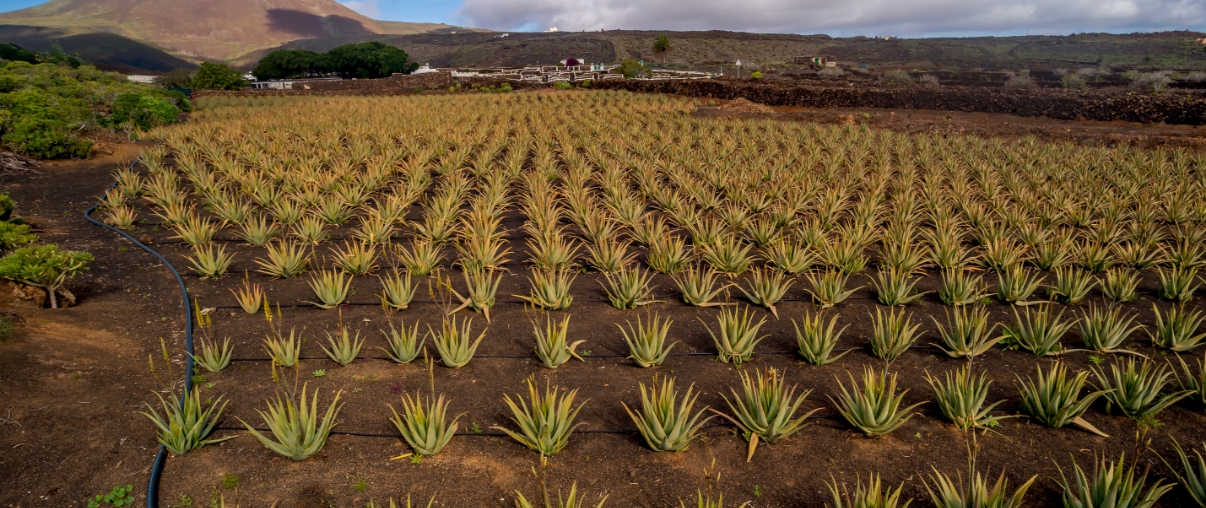 aloe-queen-aloe-manufacturer (2)