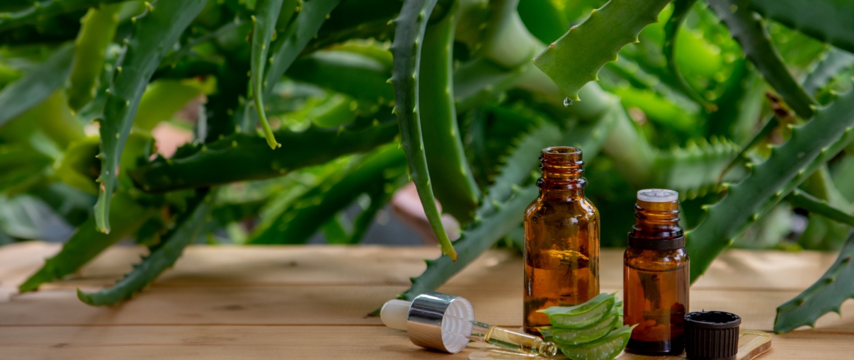 aloe-queen-aloe-manufacturer (4)