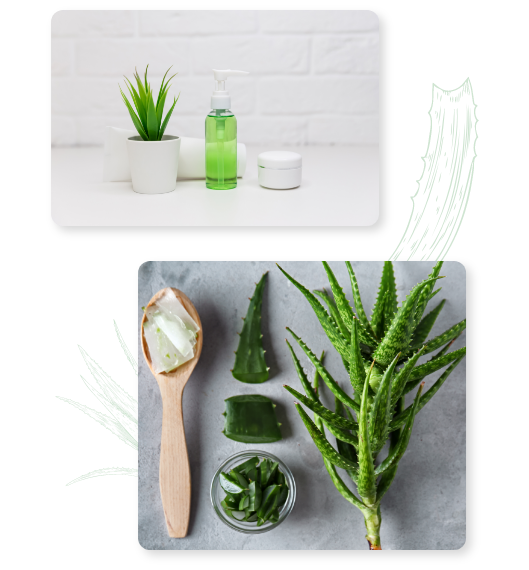 aloe-queen-aloe-vera-manufacturer (2)
