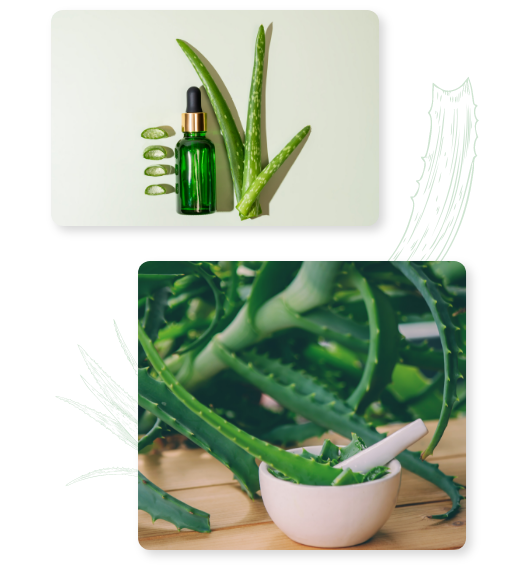 aloe-queen-aloe-vera-manufacturer (3)
